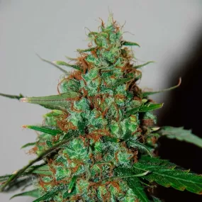 SEE052: Wild Thailand Ryder Auto FEM 3 Seeds